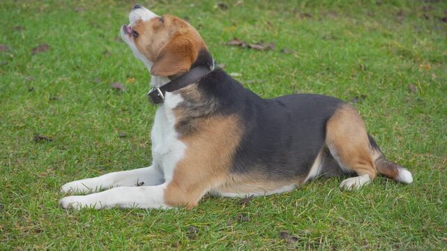 a dog gnaws in her teeth lying on the grass can, a dog gnaws in her teeth a walnut on the grass