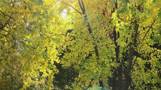 Branches of silver maple with autumn leaves in sunny day