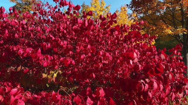 Winged euonymus bush with autumn bright red leaves in park
