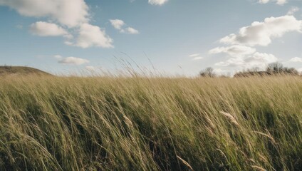 Golden, tall grasses sway in a gentle breeze under a partly cloudy sky with a distant hill