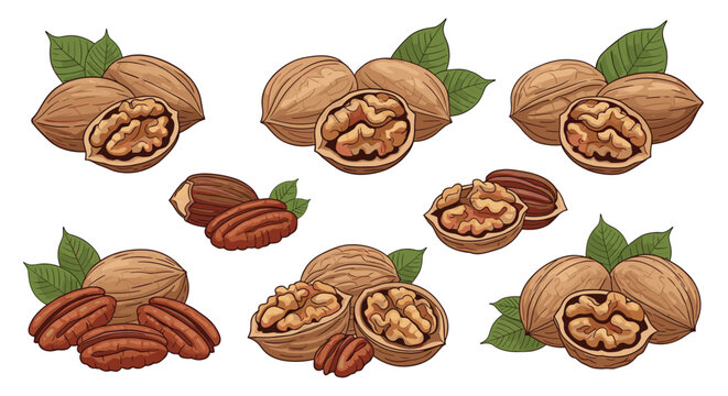 Detailed illustrations of whole and cracked walnuts and pecans with green leaves, showcasing healthy nuts for food and nutrition-themed designs.