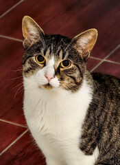 Portrait of very beautiful domestic cat indoor