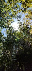 Fototapeta premium Shimmering spider web with rainbow reflections in the autumn forest against the sun