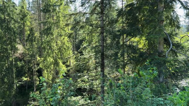 High spruces and deciduous trees on banks of mountain river