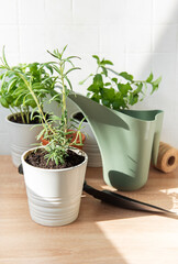 Rosemary, basil and mint plants preparing for indoor gardening