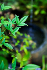 Obraz premium Outdoor green plants