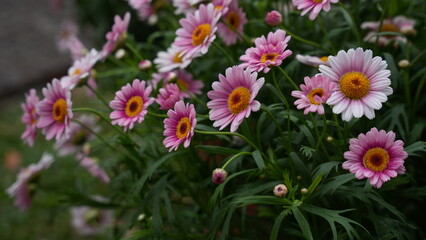 Pink Marguerite Daisy Flowers Blooming in Garden (Argyranthemum frutescens)