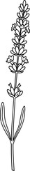 Obraz premium Simple hand drawn lavender sprig botanical illustration line art on white.