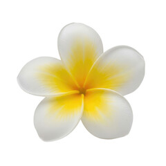 Fototapeta premium Single white and yellow plumeria flower with five petals isolated on a transparent background
