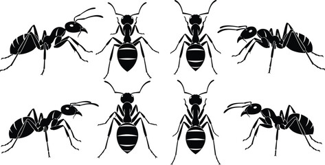 Ant silhouette vector illustration with top and side views, insect anatomy artwork concept, entomology design symbol for nature, wildlife, education, science study © Hey there