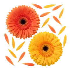 Two vibrant gerbera daisies with scattered petals in orange and yellow hues isolated on a transparent background