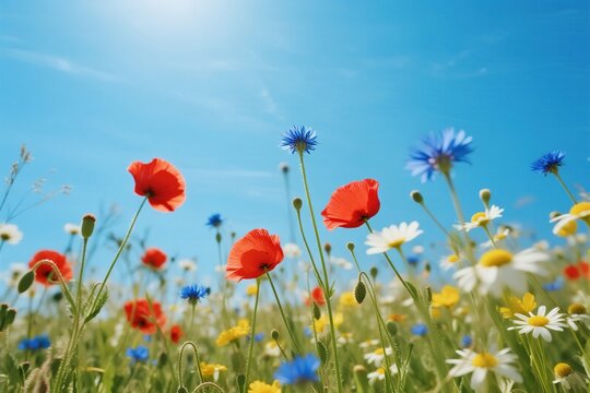 Wildflowers in a sunny field