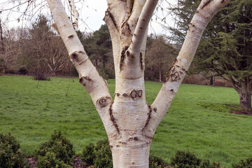 Fototapeta premium Betula Utilis white bark tree