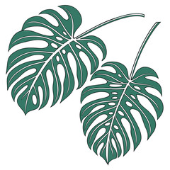 A close-up view of two large, vibrant green leaves with distinct veins and serrated edges Vector © RABBY MIA