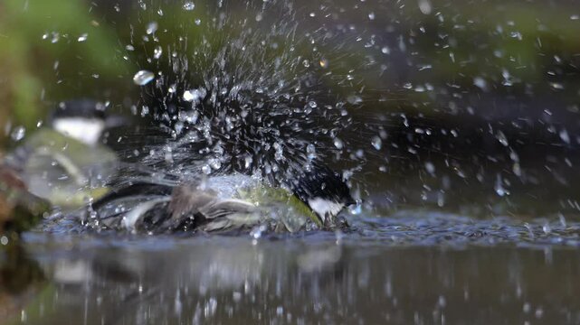 Bird - Colorful great tit Parus major drinking water and bathing in forest pond, photographed in horizontal, amazing background, summer time
