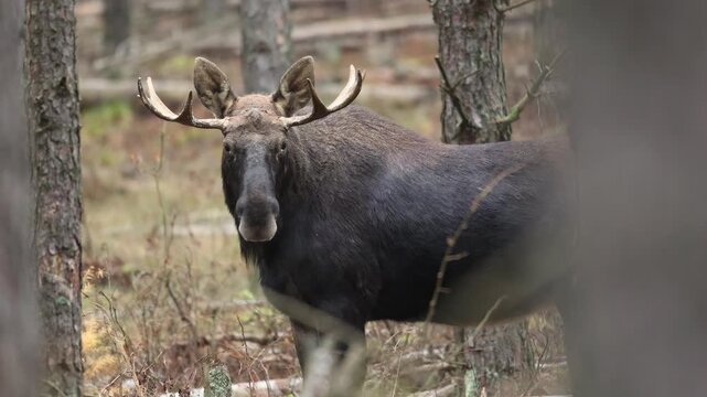 Mammals male bull Elk Moose ( Alces alces ) North part of Poland, Europe animal in forest autumn time early morning