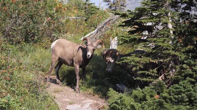 Two Bighorn Sheep Rams fighting on a forest path among evergreens and wildflowers in Glacier National Park, Montana, USA	