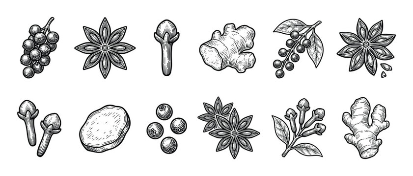 Set of vintage hand-drawn spice illustrations featuring star anise, cloves, ginger, peppercorn, and allspice in a detailed black and white engraving or woodcut sketch style