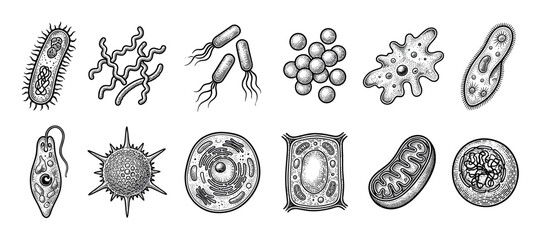 Fototapeta premium Collection of various microorganisms and cells including bacteria, protozoa, virus, and organelles drawn in a detailed black and white vintage engraving style for scientific illustration