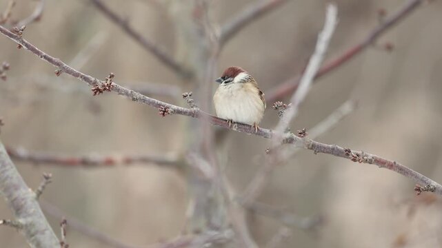 Bird - Tree Sparrow Passer montanus perched on tree winter time small bird on blurred warm amazing background eastern north part Poland Europe