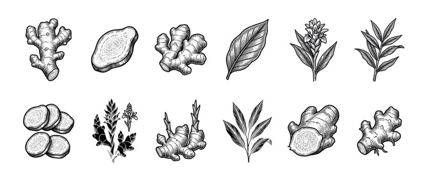 Ginger root, leaf, and flower set in a vintage black and white engraving style, showing the whole plant, rhizome, slices, and botanical details for culinary and medicinal use