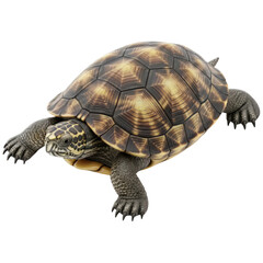 Obraz premium Tortoise Shell Close-up in Earthy Tones with Detailed Texture for Wildlife Conservation