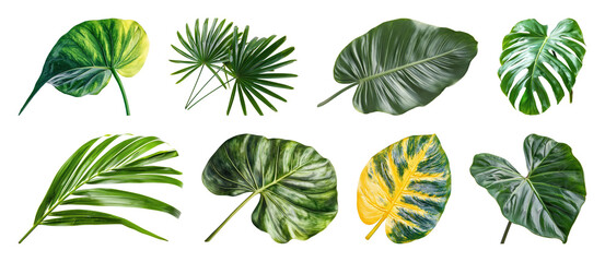 Fototapeta premium PNG Tropical leaves vibrant collection on transparent background