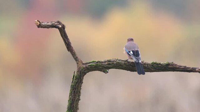 Bird Eurasian Jay Garrulus glandarius sitting and on the branch autumn time Poland, Europe
