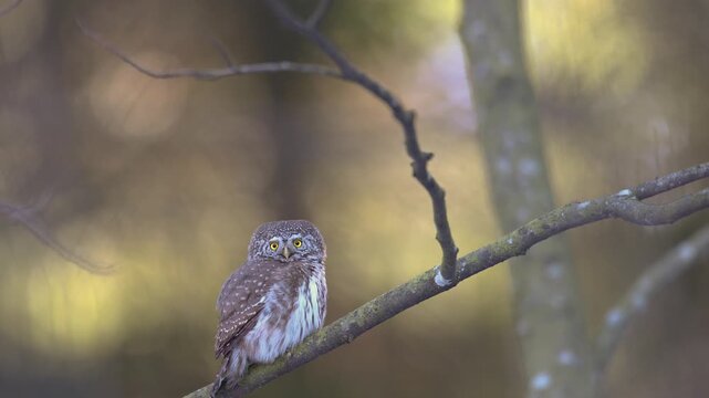 Bird Pygmy owl Glaucidium passerinum little owl natural dark forest north parts of Poland Europe Knyszyn Primeval Forest early spring time