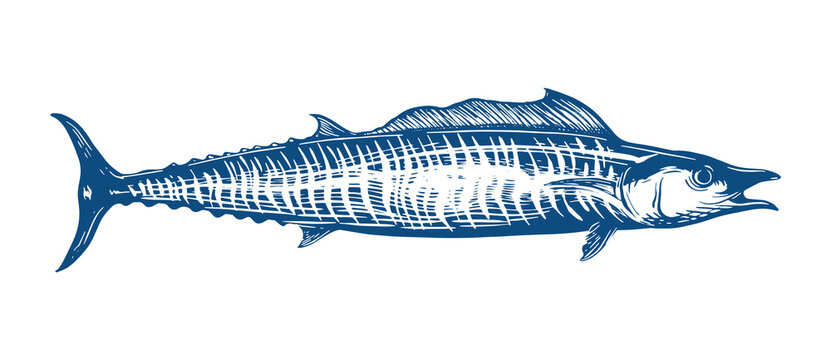 Hand drawin wahoo fish or ono, hawaiian ono fish. Fish illustration design for seafood, fishing and other wahoo fish product.