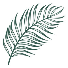 Fototapeta premium A single, elegant, and intricately detailed palm leaf with a dark green color. Vector