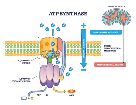 ATP synthase diagram shows proton gradient driving Fo rotor and F1 catalytic head in the inner mitochondrial membrane, making ATP from ADPandPi, key, Fo rotor, F1 head, proton flow.