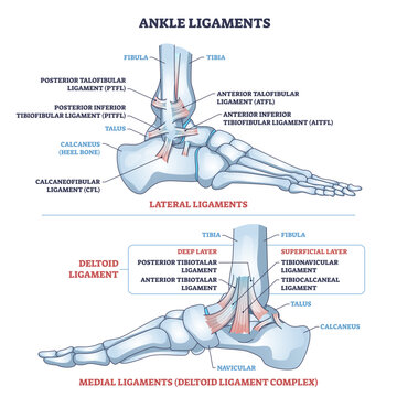 Ankle ligaments brief diagram illustrates lateral and medial support around tibia, fibula, and talus, clarifying injury zones and stability concept, transparent background.