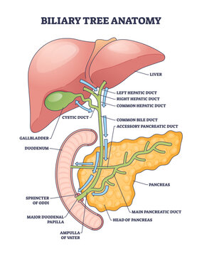 Biliary tree anatomy diagram showing bile flow pathways, liver, gallbladder, and common bile duct labeled to explain duct connections and pancreatic entry, transparent background.