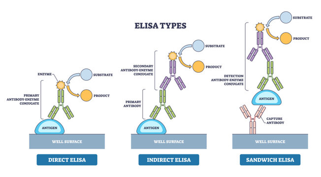 ELISA types diagram showing direct, indirect, and sandwich formats, illustrates antigen binding with primary-secondary antibodies in microplate wells to generate detectable product.