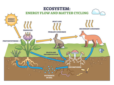 Ecosystem energy transfer and matter cycling shown from sun to plant to fox, returning nutrients to soil, transparent background.