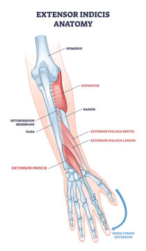 Extensor indicis anatomy highlights muscle and tendon enabling index finger extension, with radius and ulna labeled for context, key focus, extensor indicis, tendon, index finger.
