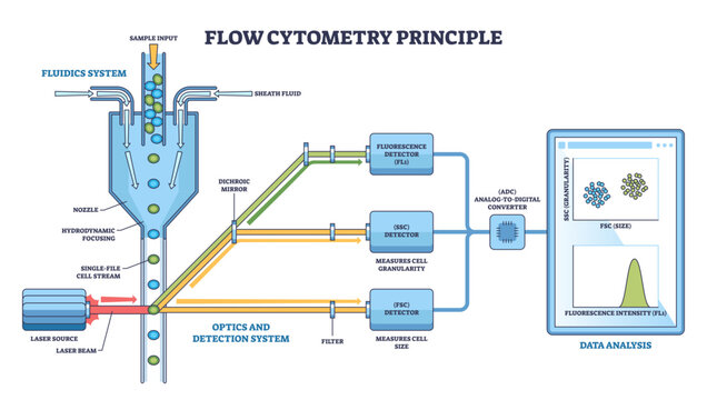 Flow cytometry principle visualizes single-cell stream hit by laser and measured by FSC-SSC fluorescence for data analysis, key objects, cell stream, laser, detectors, transparent background.