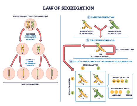 Genetic segregation law illustrates alleles separating in meiosis, chromosomes, pea plants, and a Punnett square predict F2 genotype and phenotype ratios, transparent background.