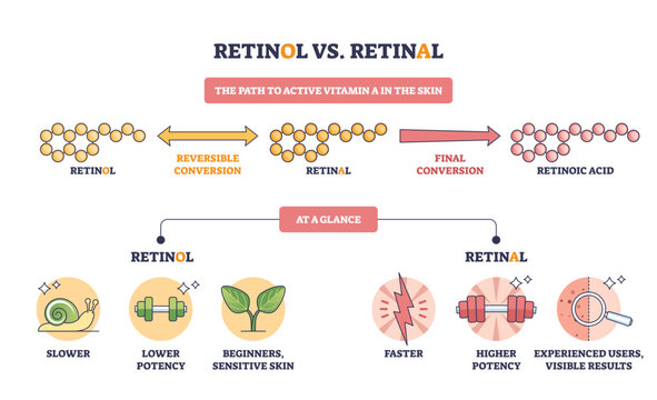 Retinol vs Retinal comparison shows the path to active vitamin A with molecule chains, arrows, and labeled icons, contrasting potency and speed to retinoic acid, transparent background.