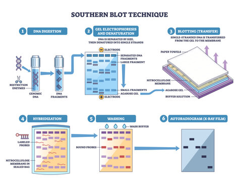 Southern blot workflow shows DNA digestion, electrophoresis, and membrane transfer to reveal target fragments, key objects, agarose gel, nitrocellulose membrane, labeled probes.