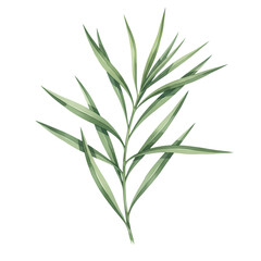 Fototapeta premium A delicate botanical illustration featuring a slender green branch with long pointed needle leaves