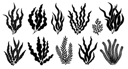 Black and white illustration of various types of seaweed and aquatic plants