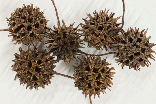 American sweetgum tree seed pods Liquidambar styraciflua nature white background.	