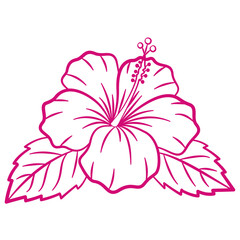 Hand drawn tropical vector flower, whimsical doodle illustration. Hibiscus in sketch style © Алла Машичева