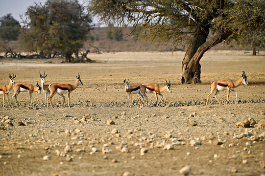 A group of springboks (Antidorcas marsupialis) moves across the dry, rocky terrain of the Kgalagadi Transfrontier Park.