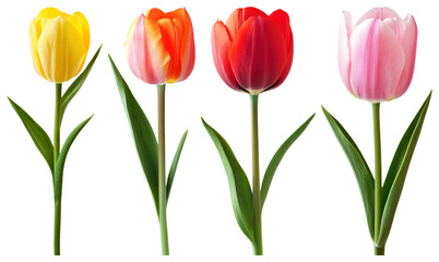 Fototapeta premium PNG Vibrant tulips in colorful bloom on transparent background