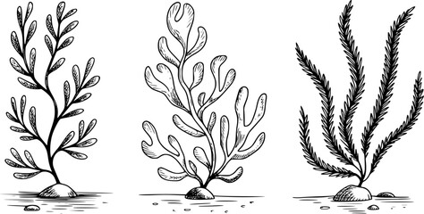 Distinct black and white ink of seaweed varieties anchored to rocks a sandy seabed © simplevector