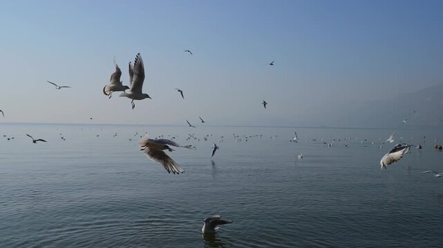 Red-billed Gulls Flying Over Dianchi Lake, Kunming