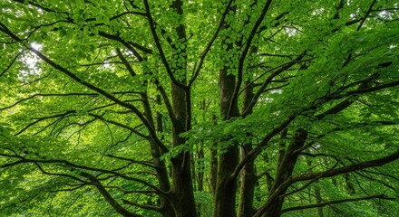Obraz premium Vibrant green tree canopy reaching for the sky in a sunny environment